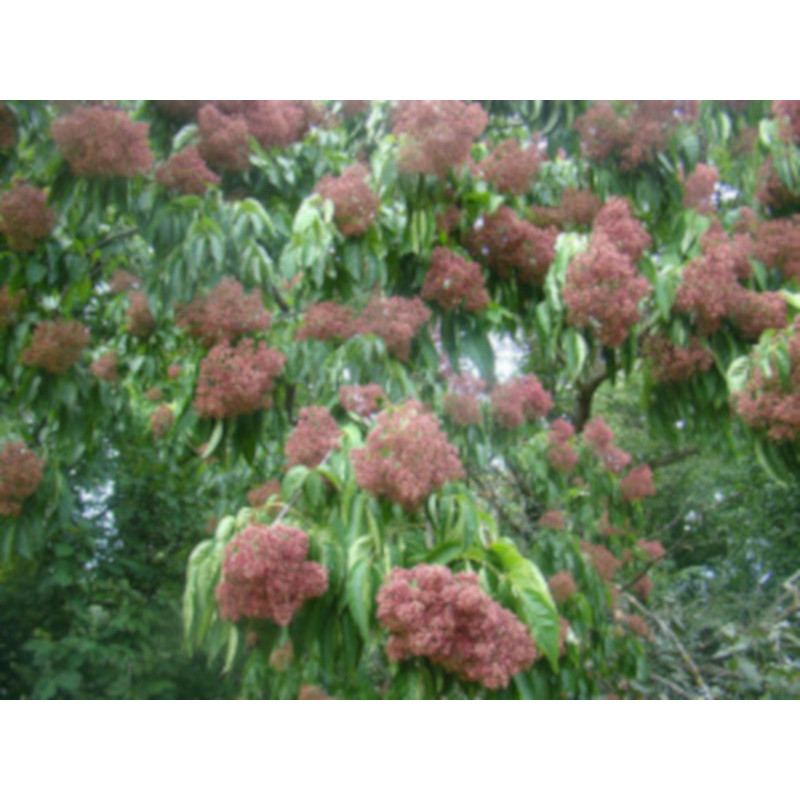 EWODIA CHIŃSKA Evodia hupehensis