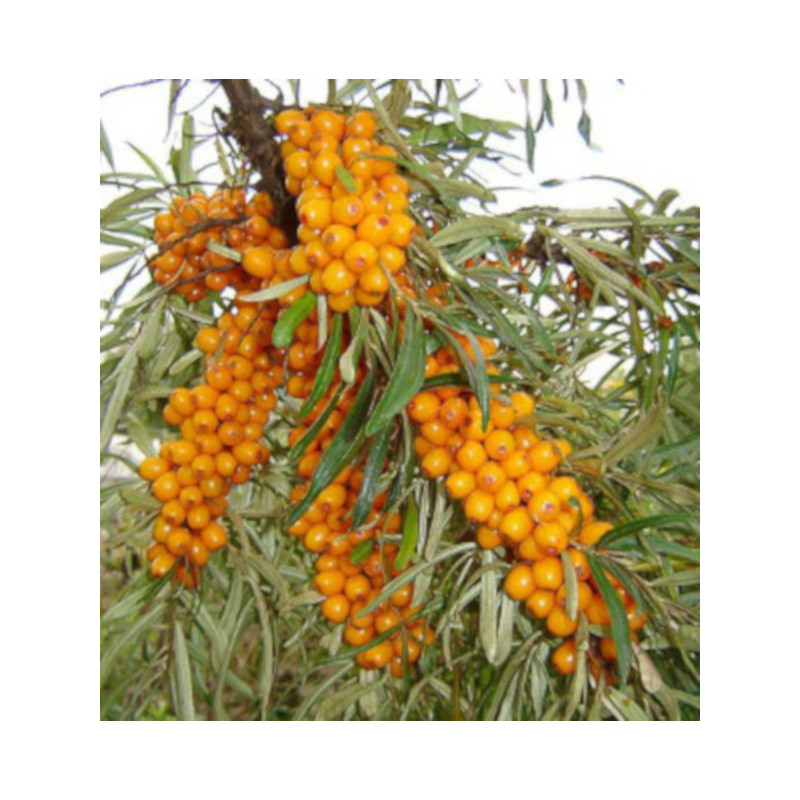 ROKITNIK LECZNICZY Hippophae rhamnoide