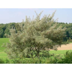 ROKITNIK LECZNICZY Hippophae rhamnoide