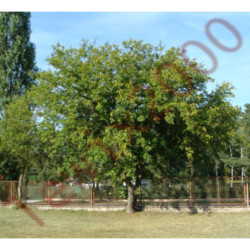 MORWA CZARNA Morus nigra