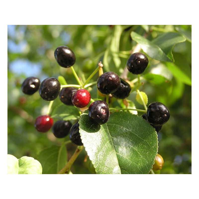 WIŚNIA WONNA Prunus mahaleb