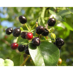 WIŚNIA WONNA Prunus mahaleb