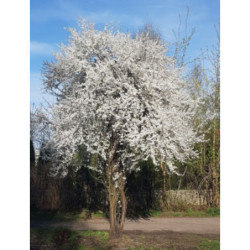 ŚLIWA WIŚNIOWA AŁYCZA Prunus marybolana