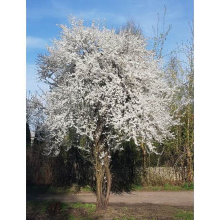 ŚLIWA WIŚNIOWA AŁYCZA Prunus marybolana