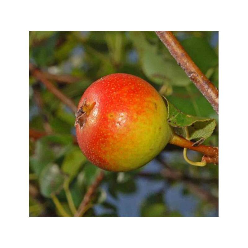 GRUSZA POSPOLITA POLNA Pyrus pyraster