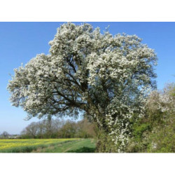 GRUSZA POSPOLITA POLNA Pyrus pyraster