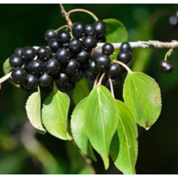 SZAKŁAK POSPOLITY Rhamnus catharticus