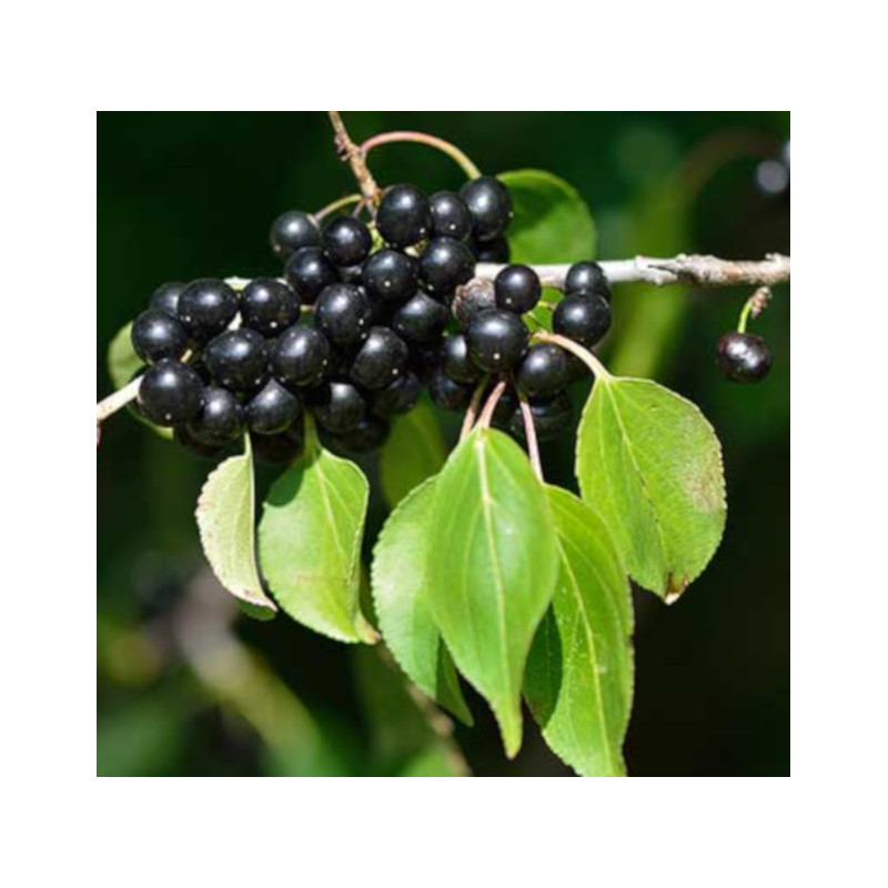 SZAKŁAK POSPOLITY Rhamnus catharticus