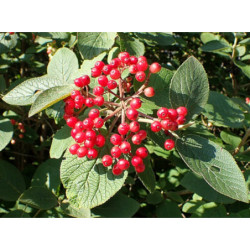 KALINA HORDOWINA Viburnum lantana