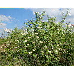 KALINA HORDOWINA Viburnum lantana