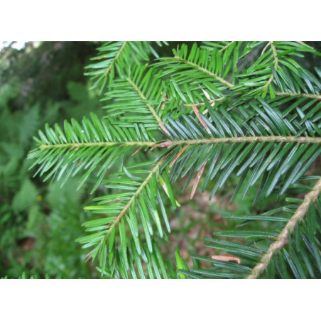 JODŁA POSPOLITA Abies alba