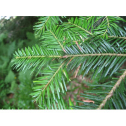 JODŁA POSPOLITA Abies alba