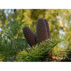 JODŁA POSPOLITA Abies alba