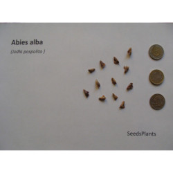 JODŁA POSPOLITA Abies alba