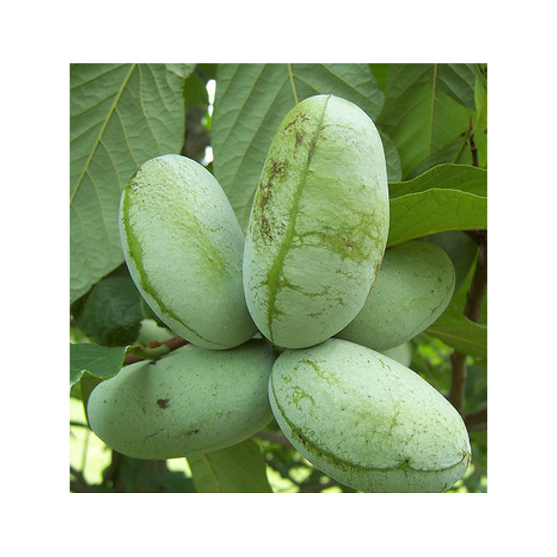 URODLIN TRÓJŁATKOWY Asimina triloba