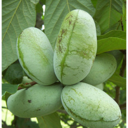 URODLIN TRÓJŁATKOWY Asimina triloba