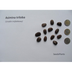 URODLIN TRÓJŁATKOWY Asimina triloba