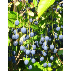 ŚNIEGOWIEC WIRGINIJSKI Chionanthus virginicus