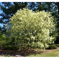 ŚNIEGOWIEC WIRGINIJSKI Chionanthus virginicus