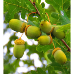 DĄB SZYPUŁKOWY Quercus robur