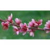 BRZOSKWINIA ZWYCZAJNA Prunus persica
