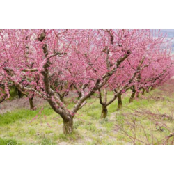 BRZOSKWINIA ZWYCZAJNA Prunus persica