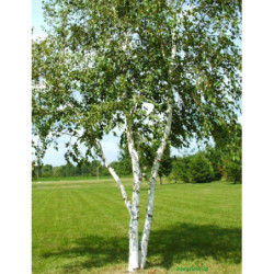 BRZOZA PAPIEROWA Betula papyrifera