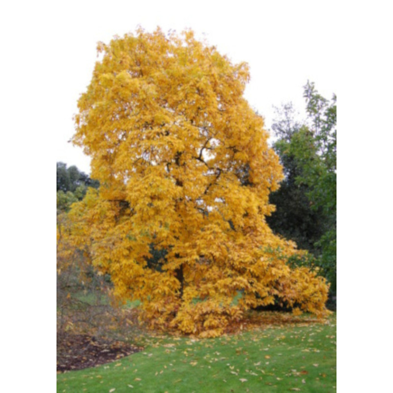 ORZESZNIK PIĘCIOLISTKOWY Carya ovata