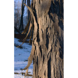 ORZESZNIK PIĘCIOLISTKOWY Carya ovata