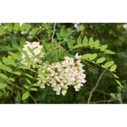 ROBINIA AKACJOWA Robinia pseudoacacia