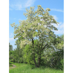 ROBINIA AKACJOWA Robinia pseudoacacia