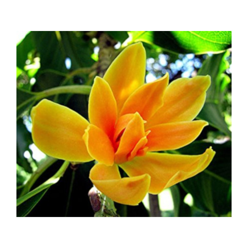MAGNOLIA CHAMPACA Michelia champaca