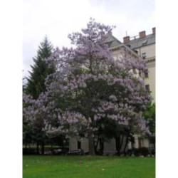 PAULOWNIA PUSZYSTA Paulownia tomentosa