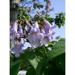 PAULOWNIA PUSZYSTA Paulownia tomentosa