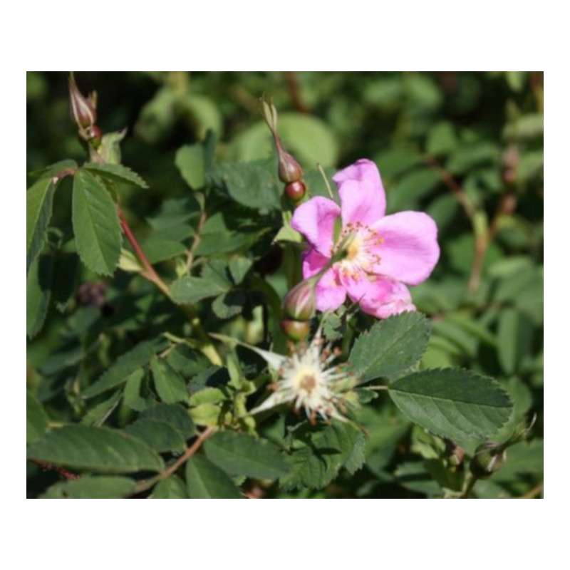 RÓŻA DZIKA LAXA Rosa canina var. Laxa