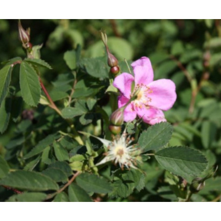 RÓŻA DZIKA LAXA Rosa canina var. Laxa