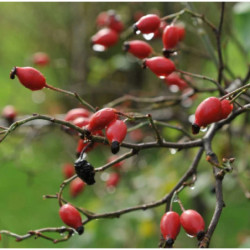 RÓŻA DZIKA LAXA Rosa canina var. Laxa