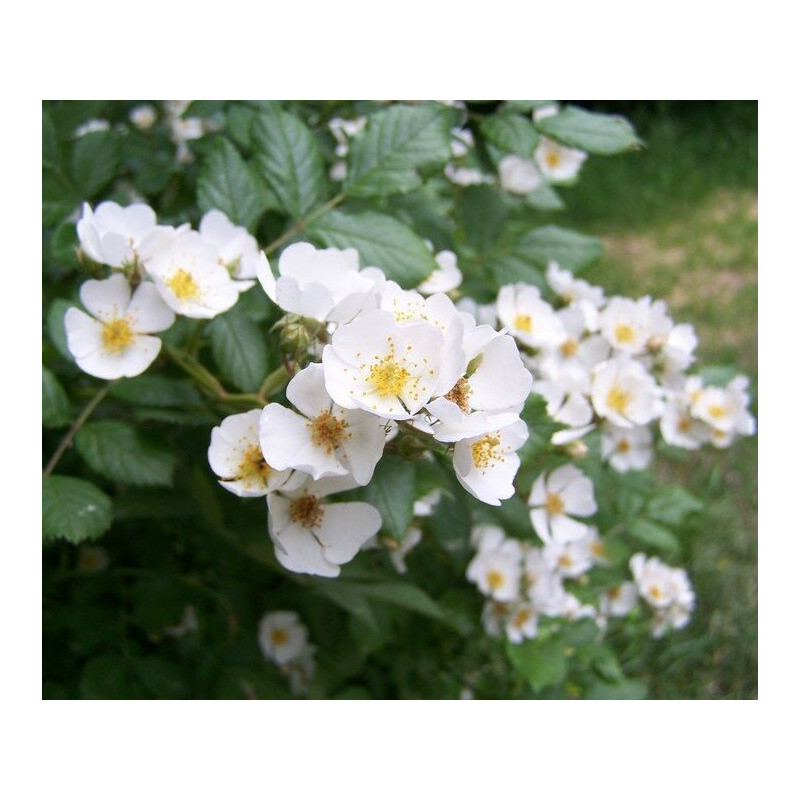 RÓŻA WIELOKWIATOWA Rosa multiflora