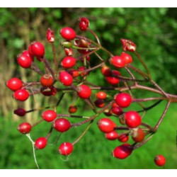 RÓŻA WIELOKWIATOWA Rosa multiflora