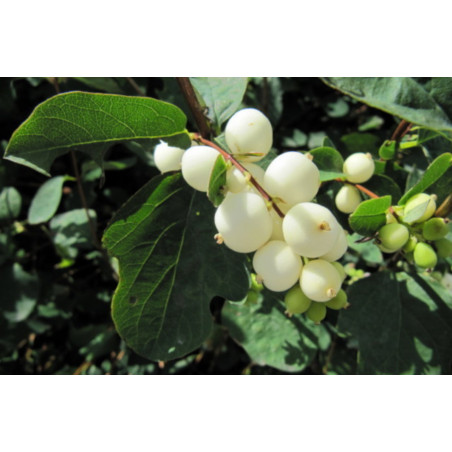 ŚNIEGULICZKA BIAŁA Symphoricarpos albus